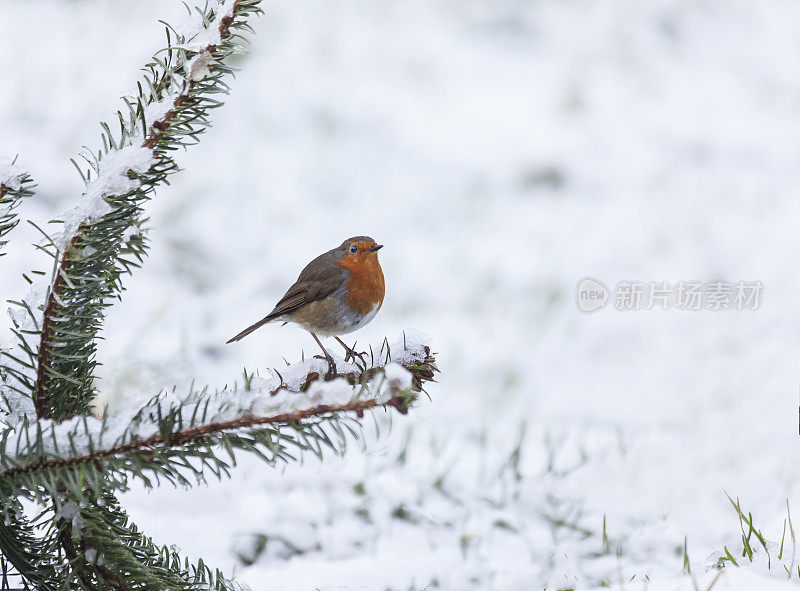 欧洲知更鸟的冬季照片，Erithacus rubecula